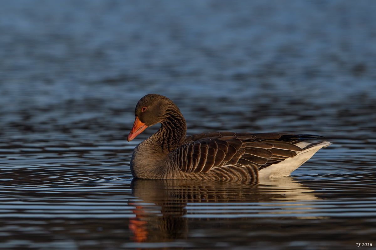 DSC_0329.jpg