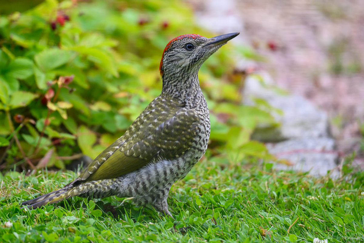 DSC_4569a.jpg