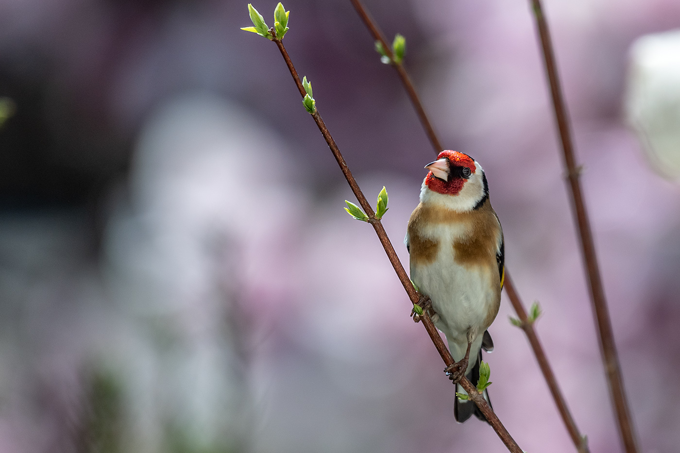 20190405_ND5_0375NF.jpg