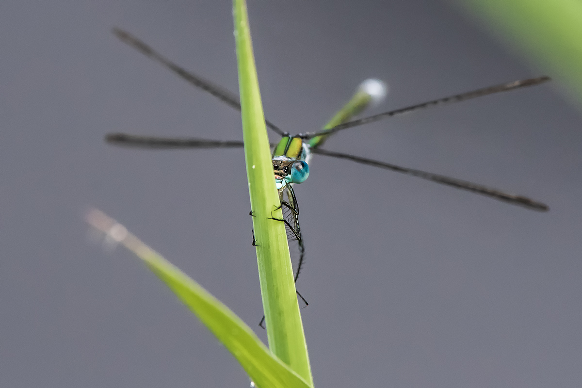 20200814_D500_1173NF.jpg