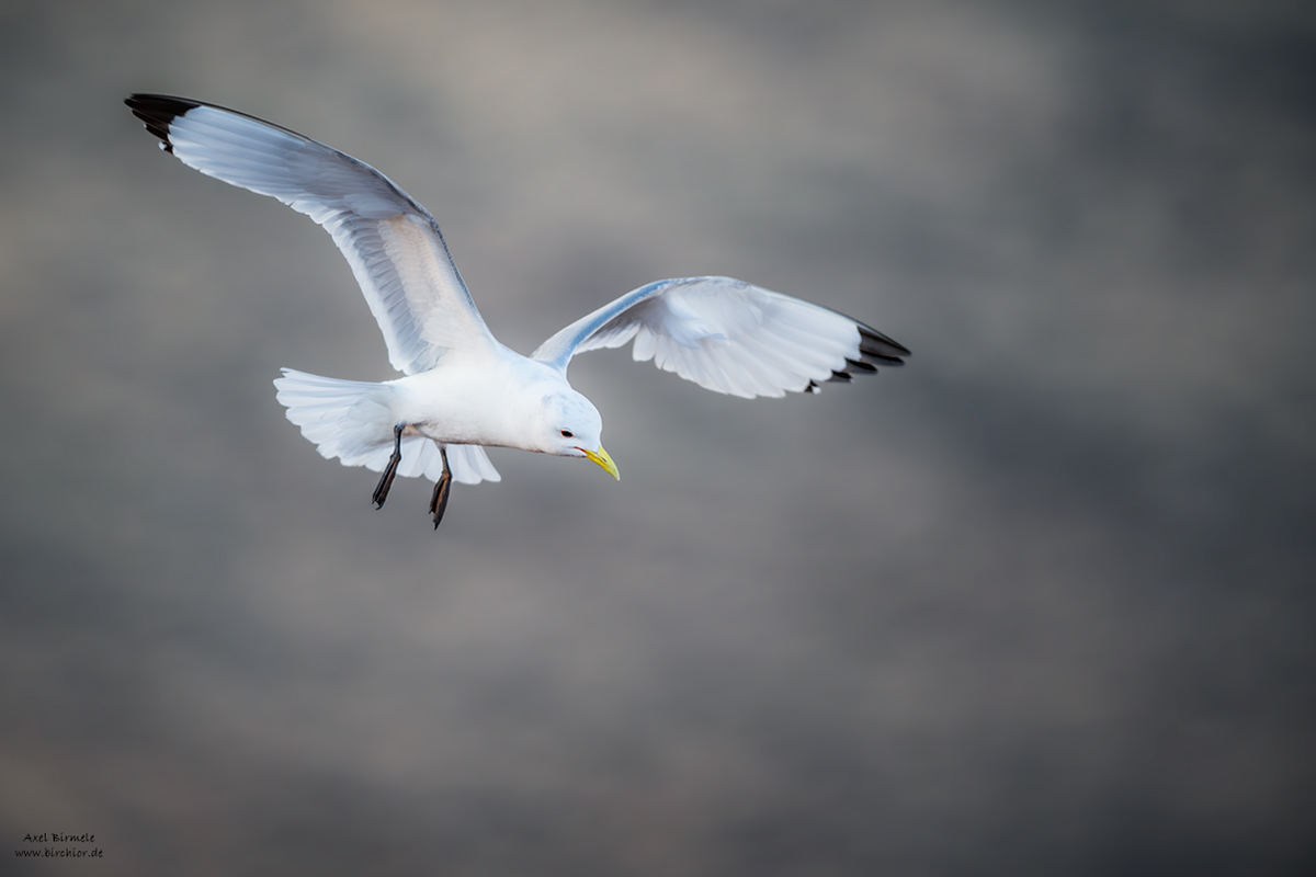 20190503_0109_PS_LAB_1200Px.jpg
