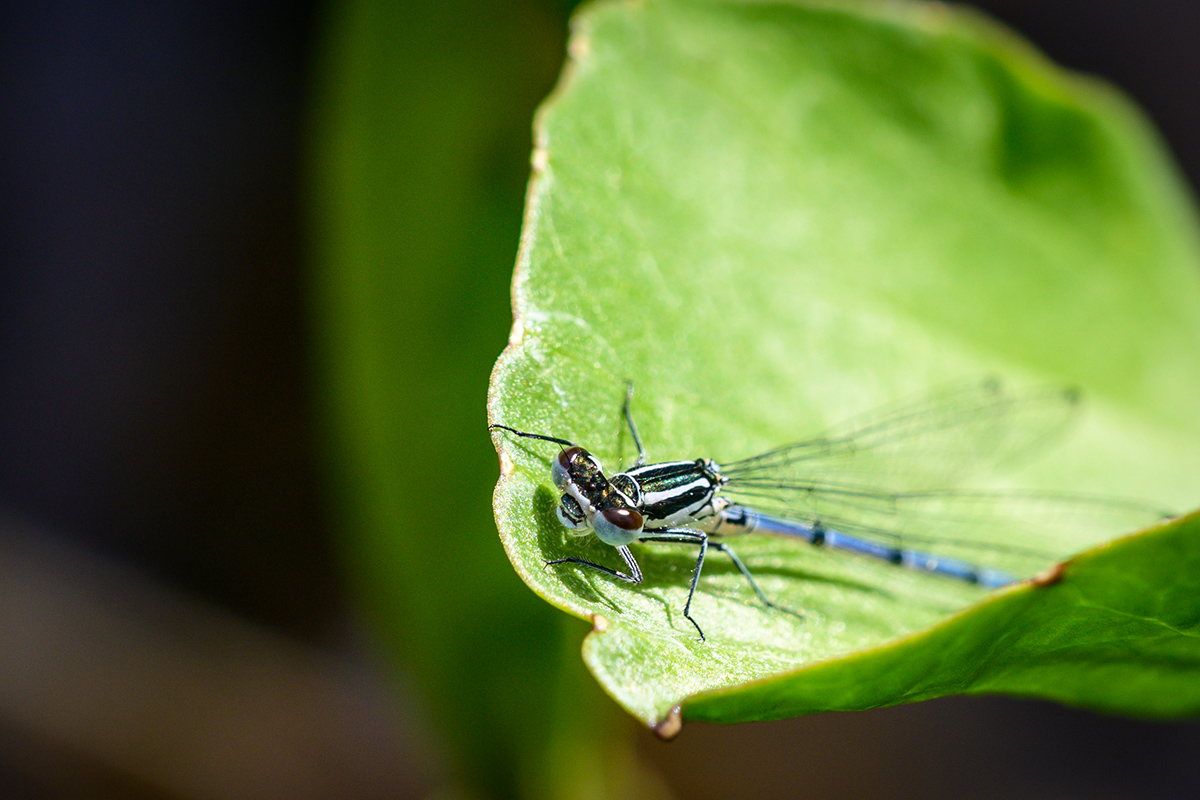 20210530_NZ7_1215NF.jpg