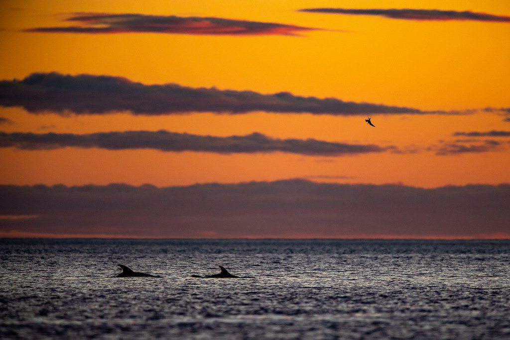 DSC_9078-XL.jpg