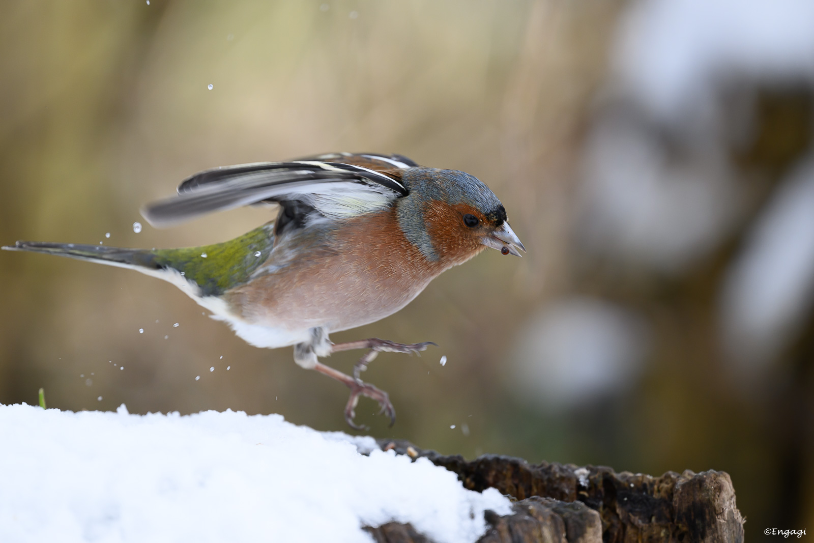 DSC_8933.jpg
