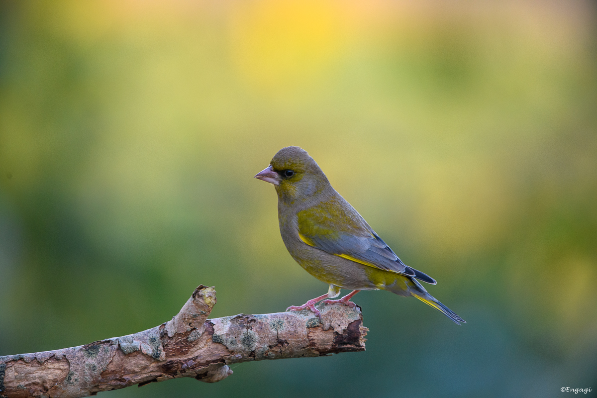 DSC_9221a.jpg