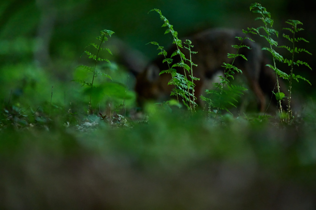 DSC_9678-XL.jpg