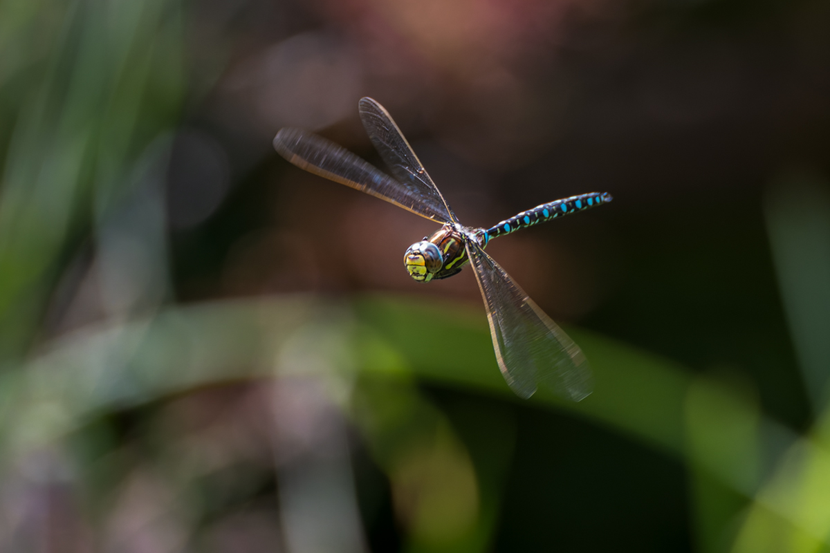 20260722_NZ8_1417_DPXNF.jpg