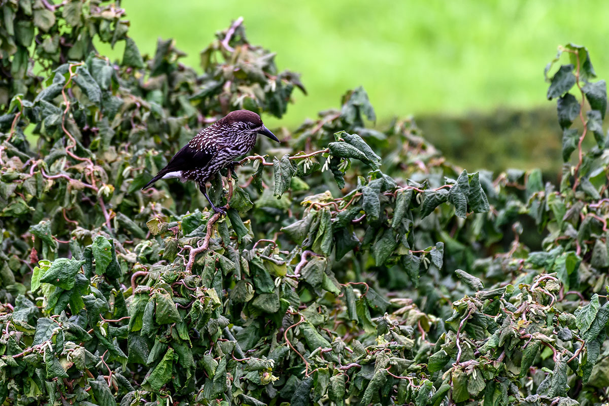 20170906_D810_0307vNF.jpg