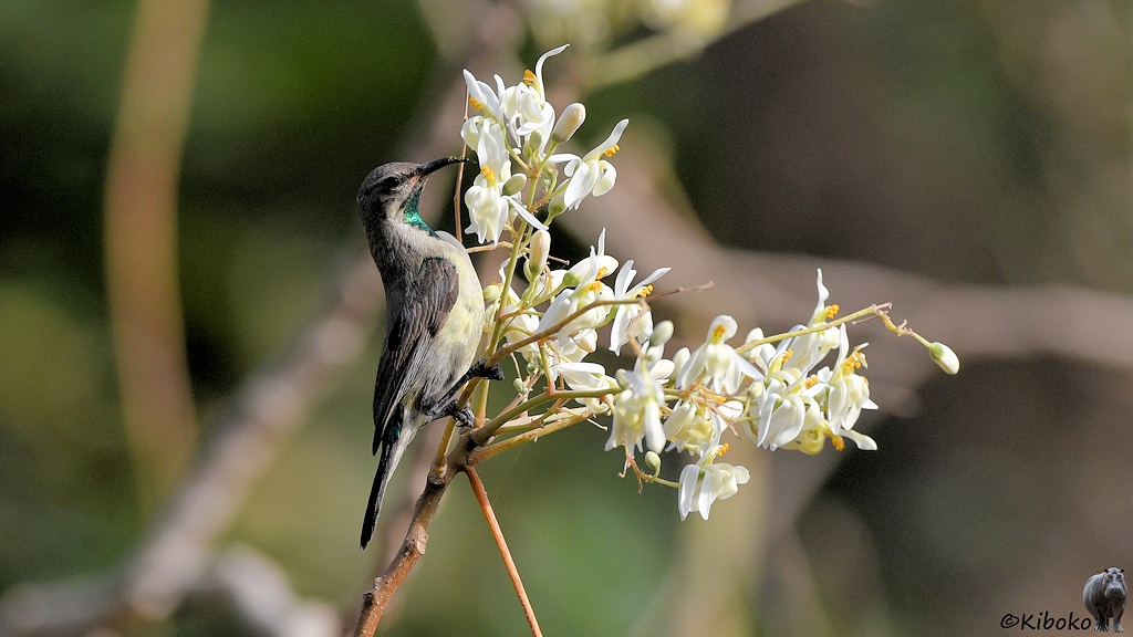 Das Bild zeigt einen grauen Vogel mit langem gebogenem Schnabel mit grün schimmernden Kehlfleck und weiß-gelblichen Bauch an einen Ast mit kleinen weißen Blüten.