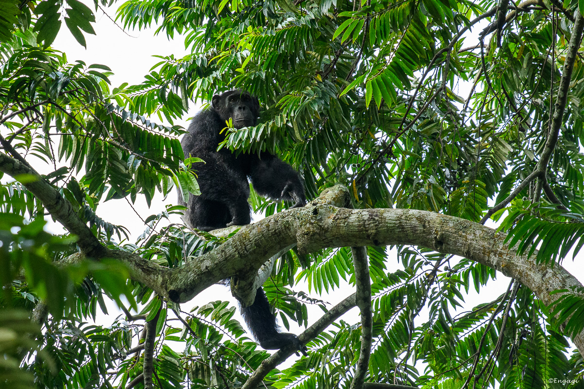 Uganda%201205.jpg