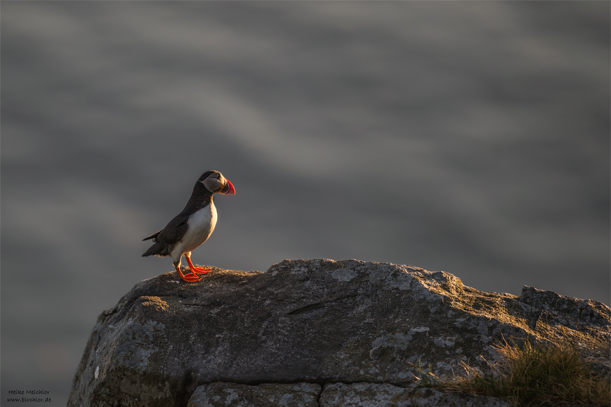 20140514_0531_PS_1200Px.jpg