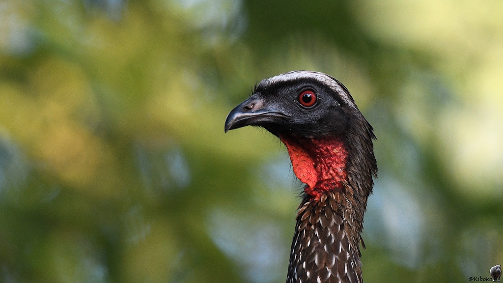 Porträt eines Vogels mit schwarzen Kopf, dunkelbrauenen Gefieder, roten Augen und Kehle sowie weißen Streifen über den Augen