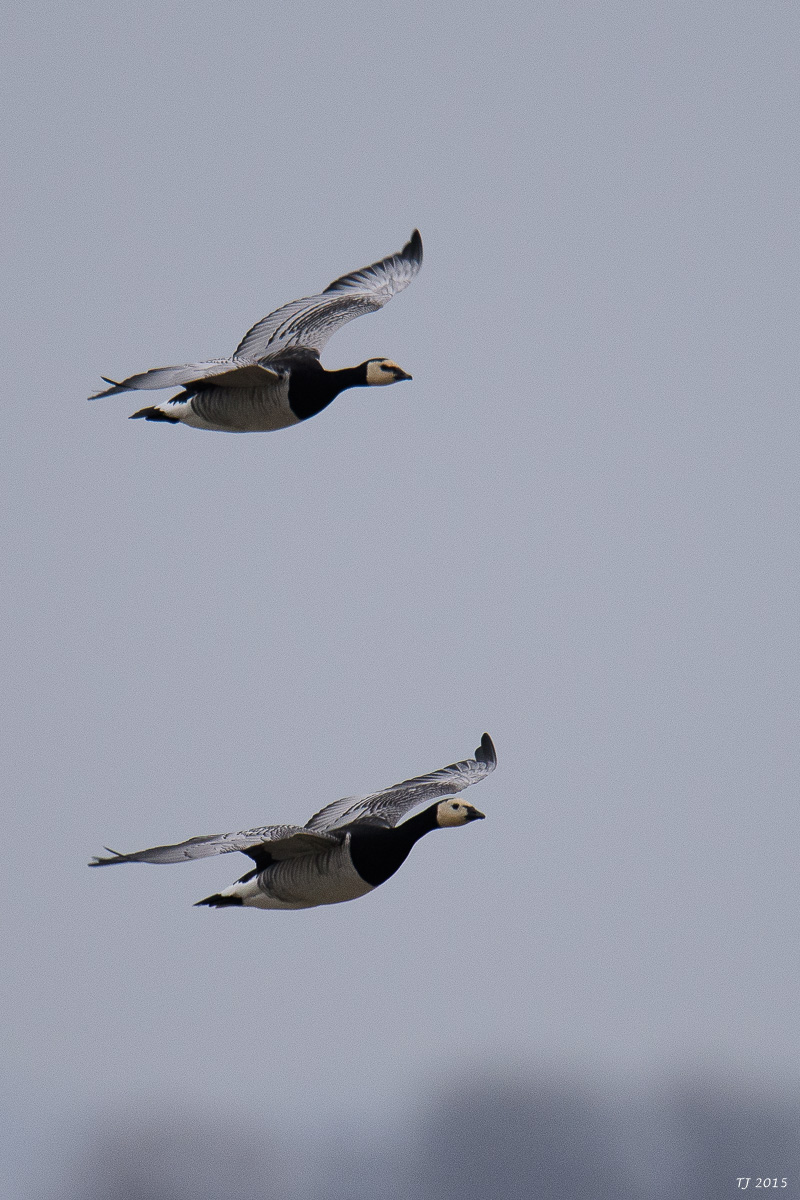 DSC_1408.jpg