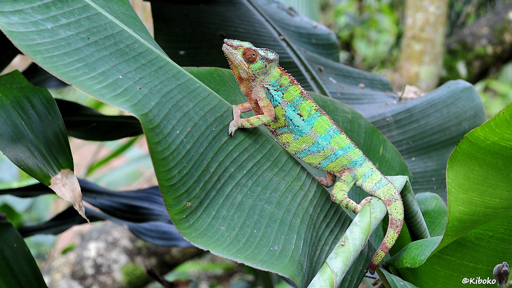 Ein Chamäleon mit einem hellgrün - hellblauem Zebrastreifenmuster klettert auf ein Bananenblatt.