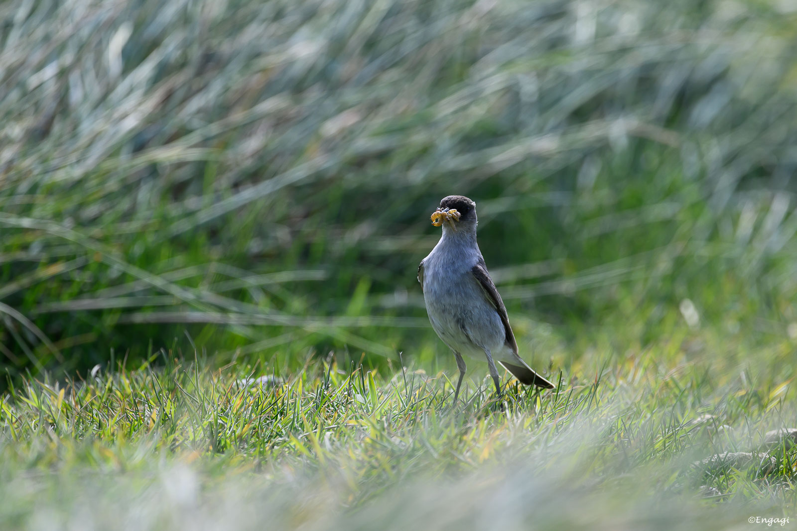 Antarktis%200984.jpg