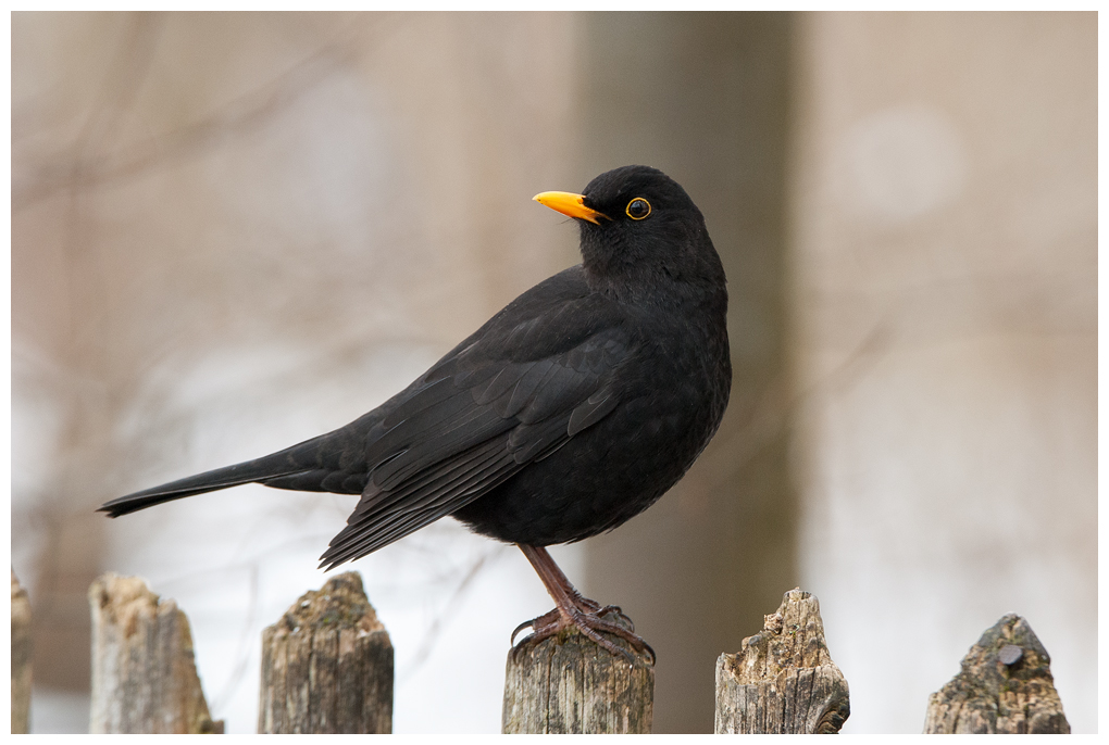 Amsel009.jpg