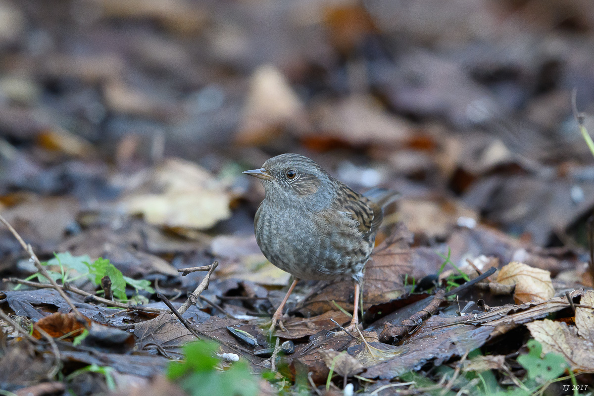 DSC_3071.jpg