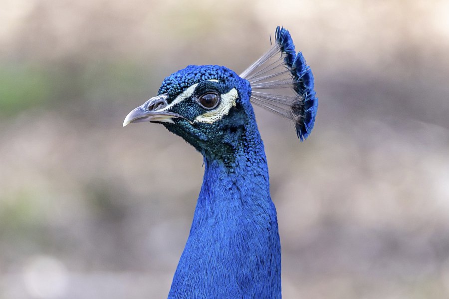 tierpark_haag23_73.jpg