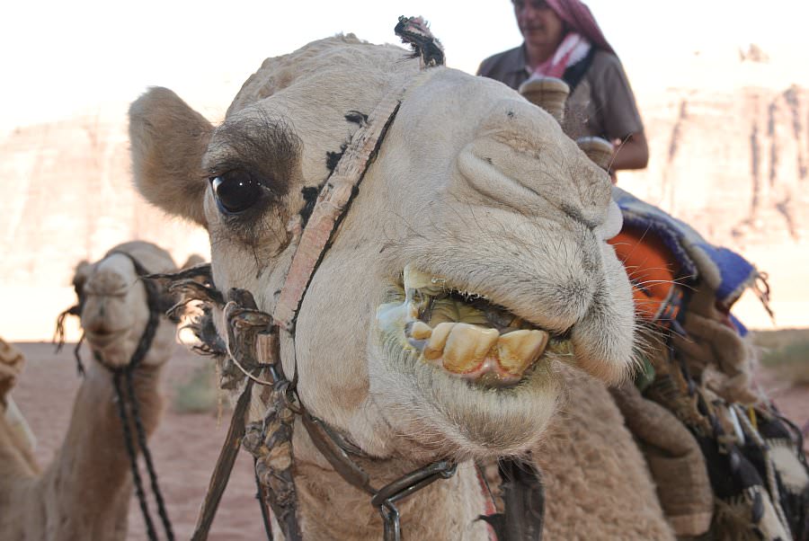 jordanien13_319.jpg