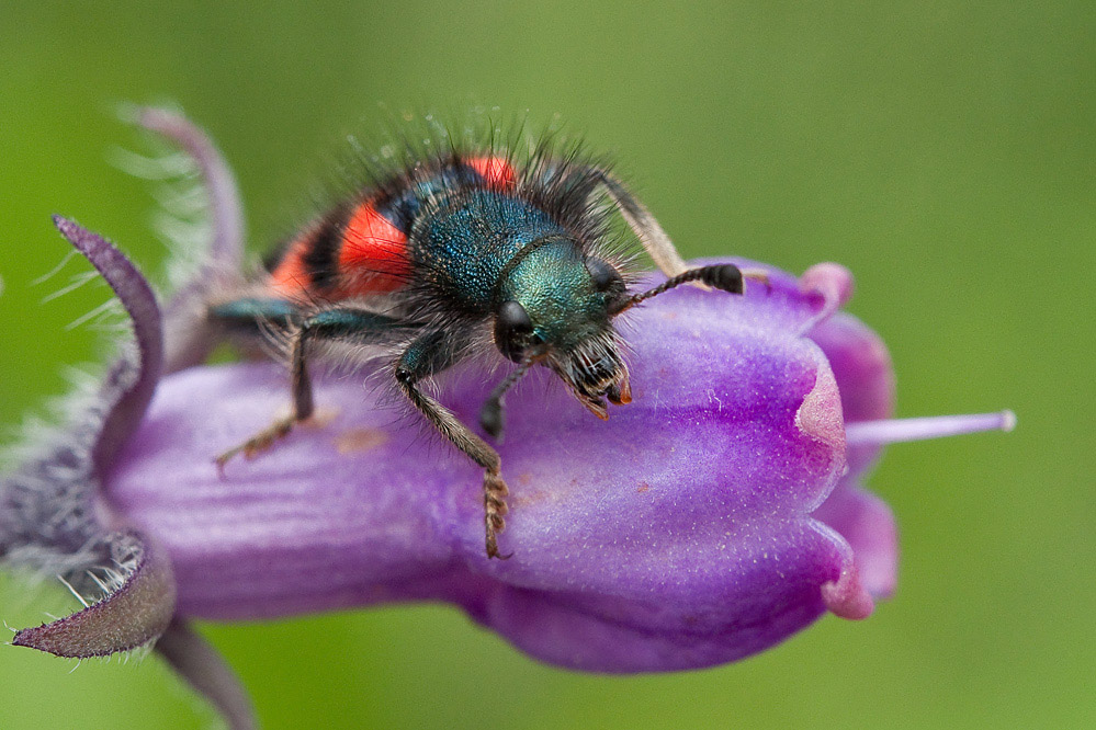 bienenwolf1.jpg