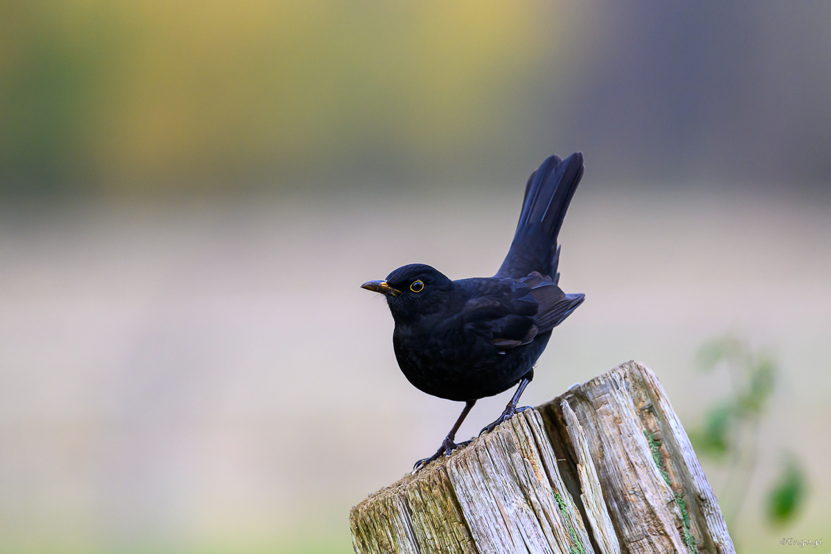 DSC_6709.jpg