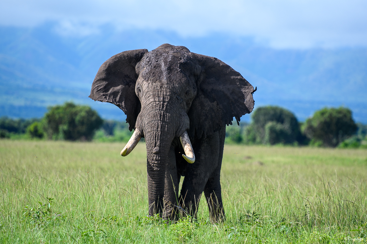 Uganda%201388.jpg