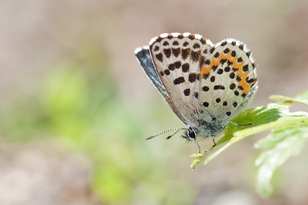 scoliantides.jpg