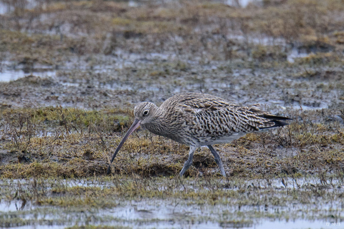 DSC_1314.jpg