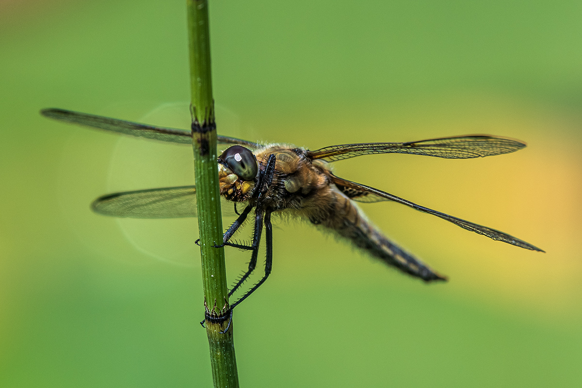 20190705_D500_0089NF.jpg