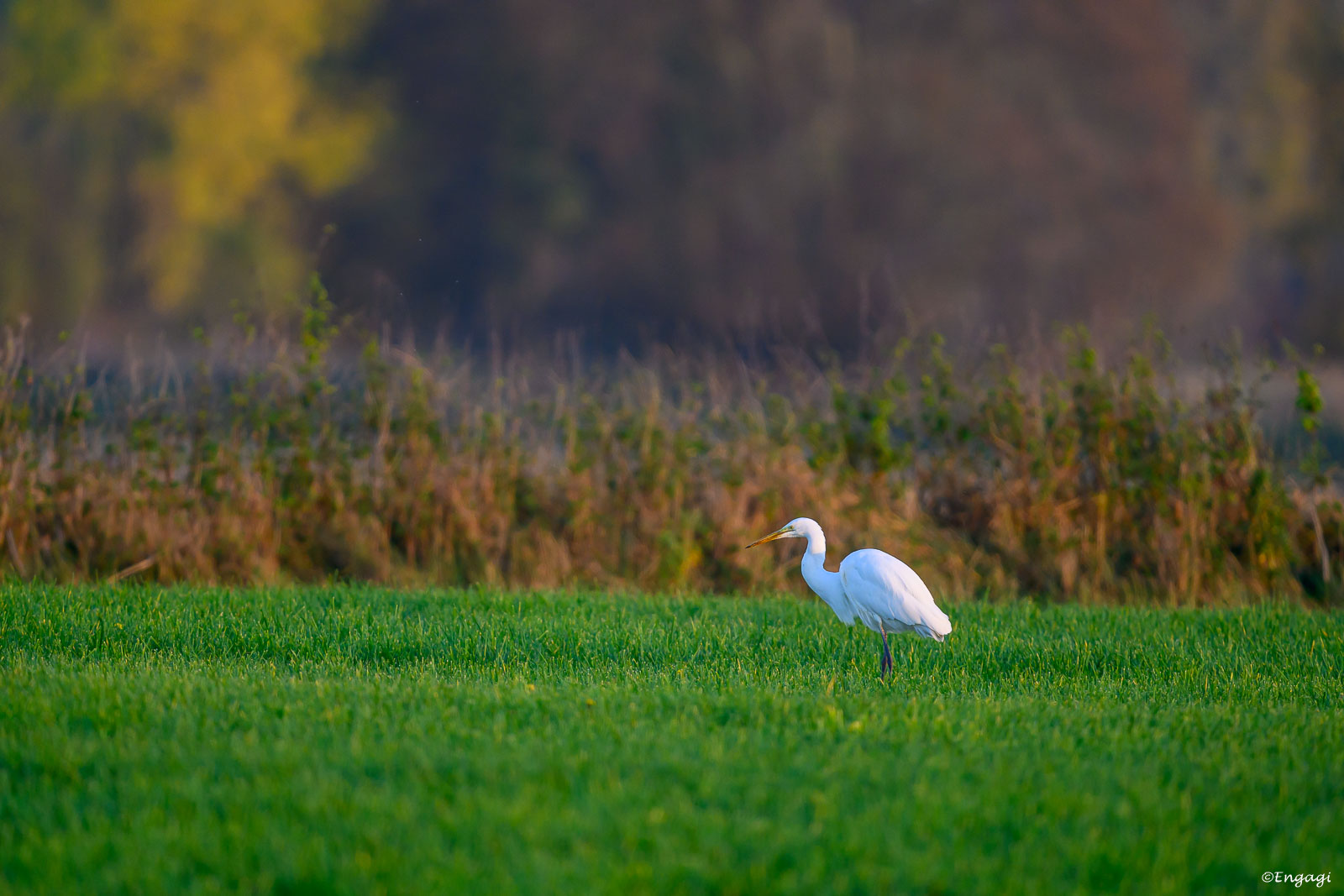 DSC_0972.jpg