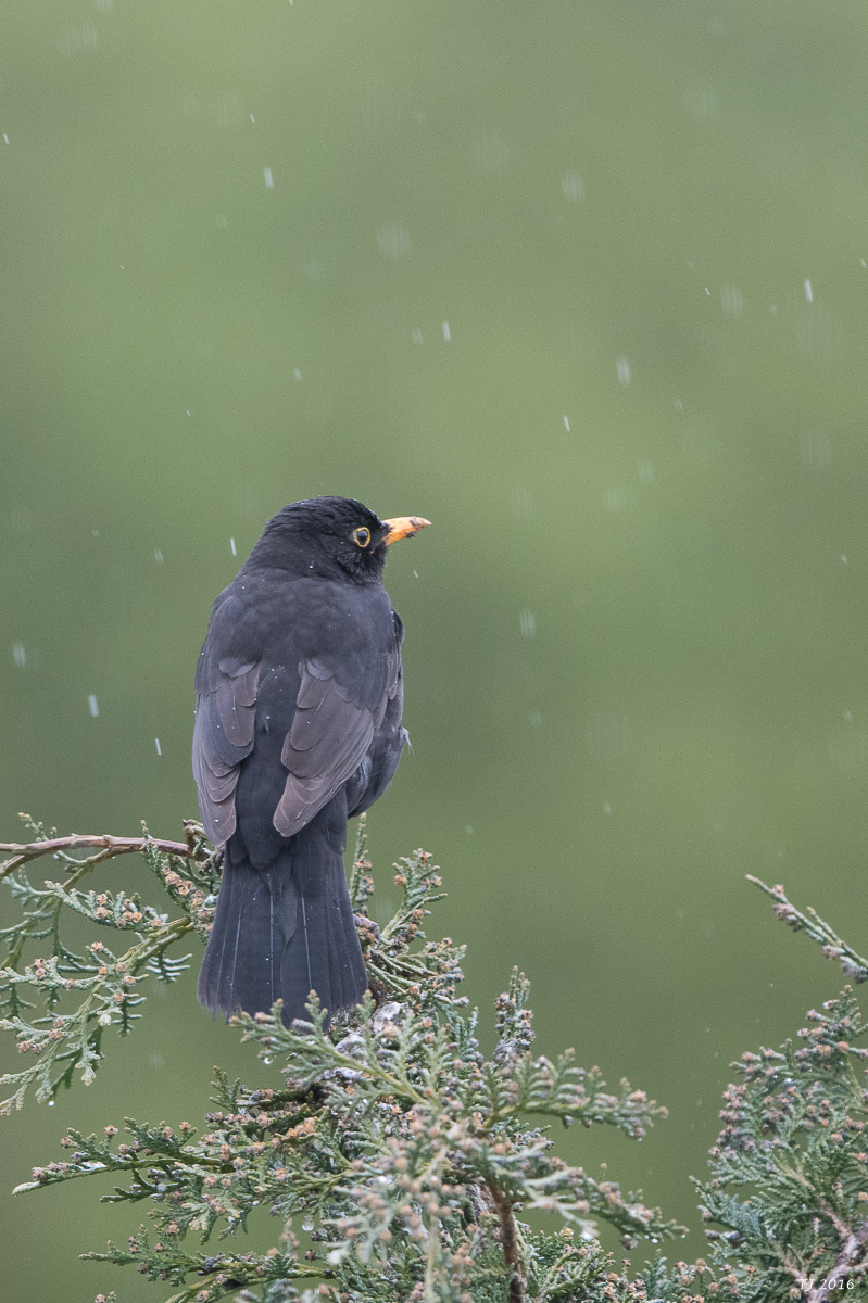 DSC_0001.jpg