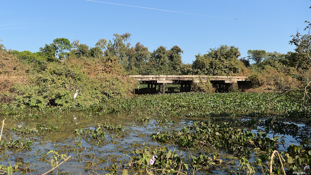 Seitenansicht einer Holzbrücke mit Tümpel im Vordegrund