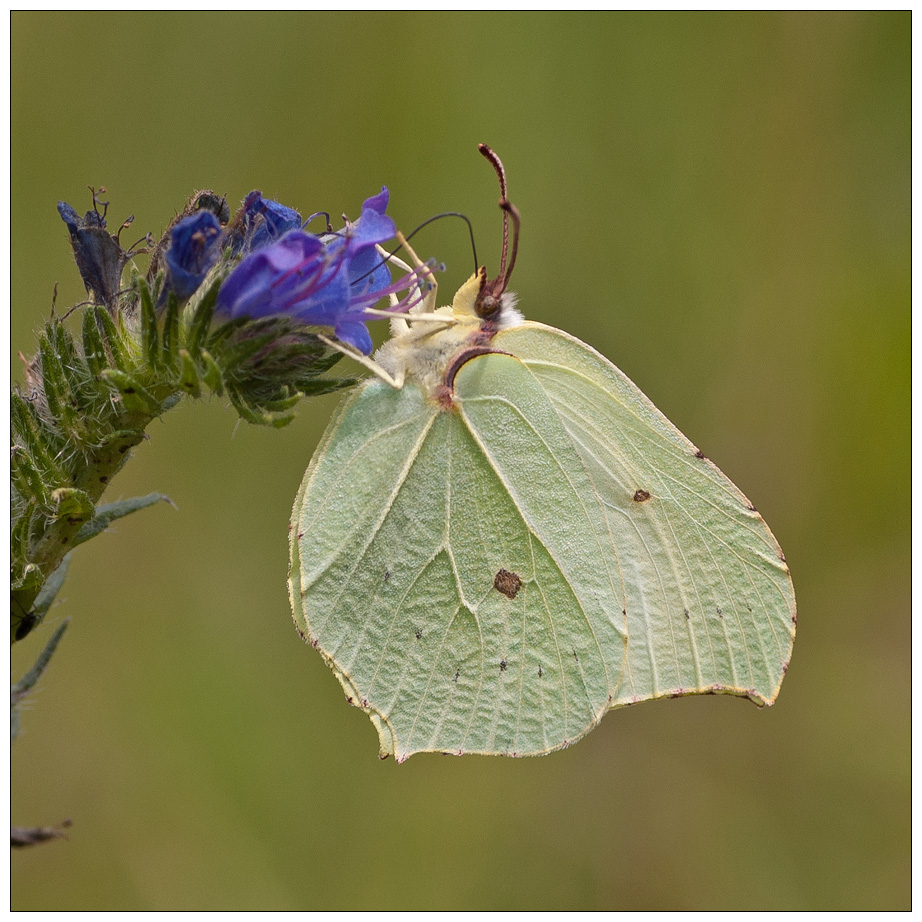 Zitronenfalter900x900px001.jpg