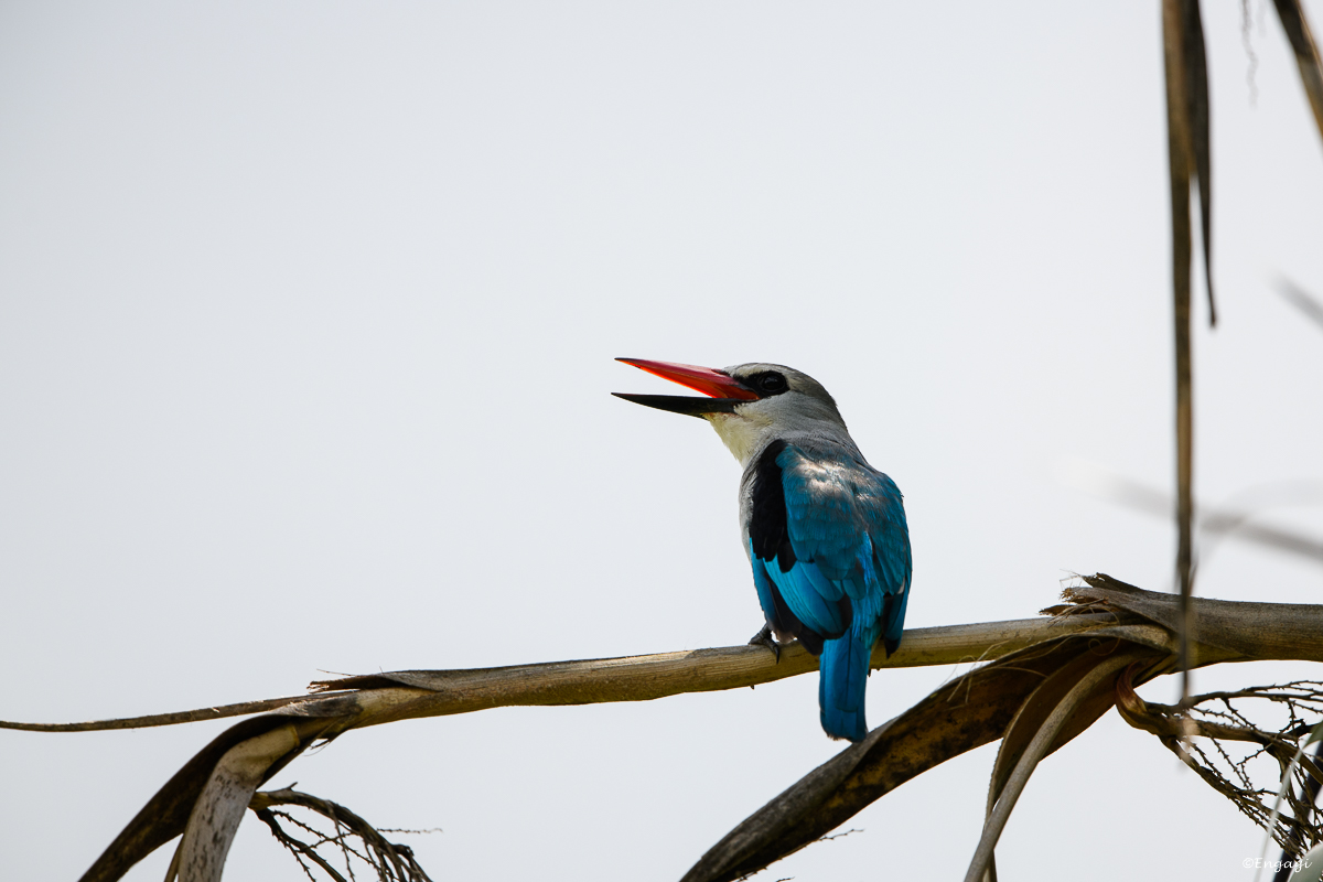 Uganda%202070.jpg