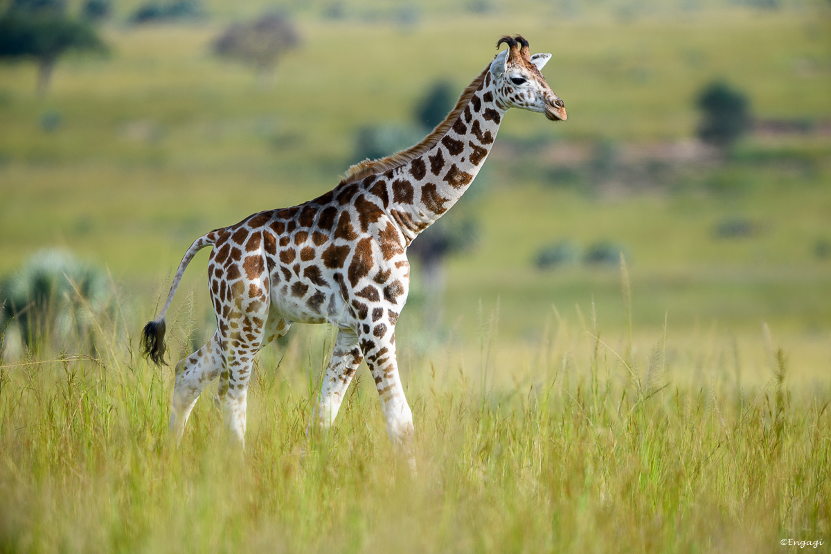 Uganda%200199.jpg