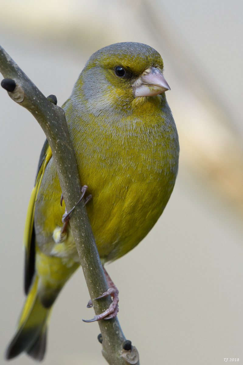 DSC_4942.jpg