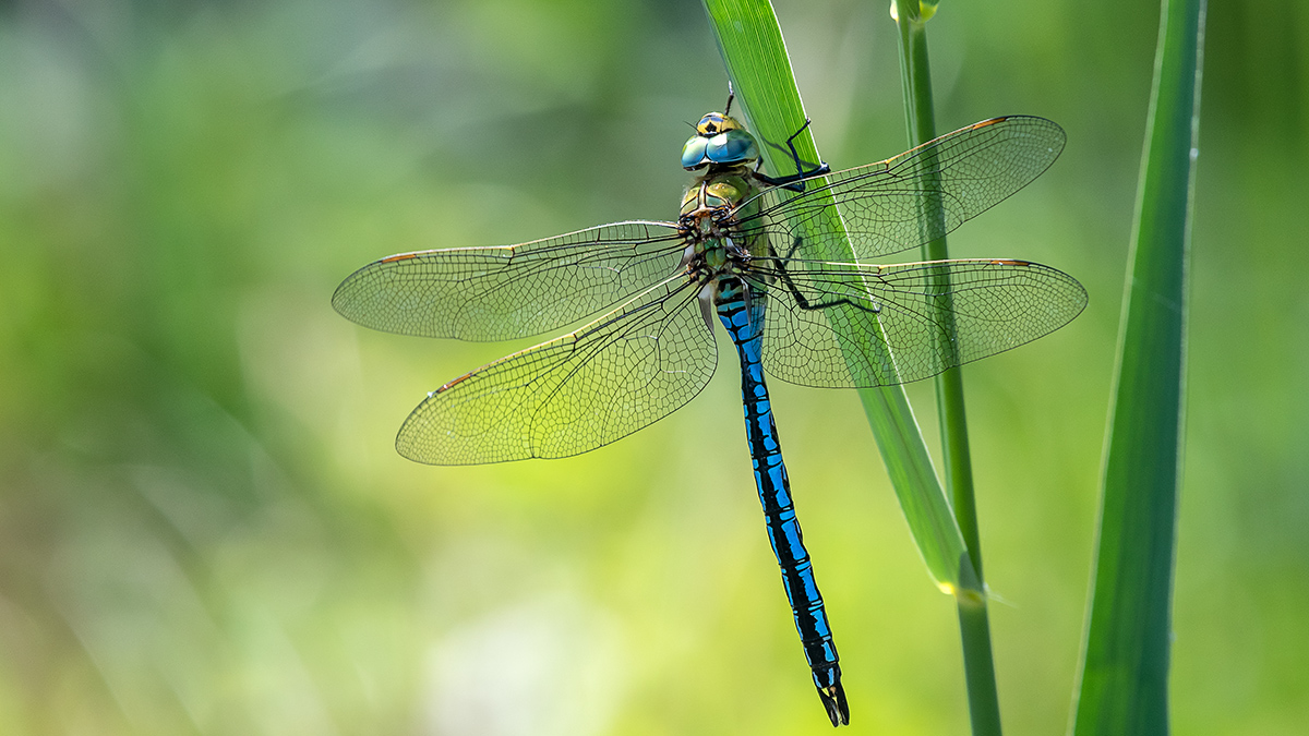 20190605_D500_0107wNF.jpg