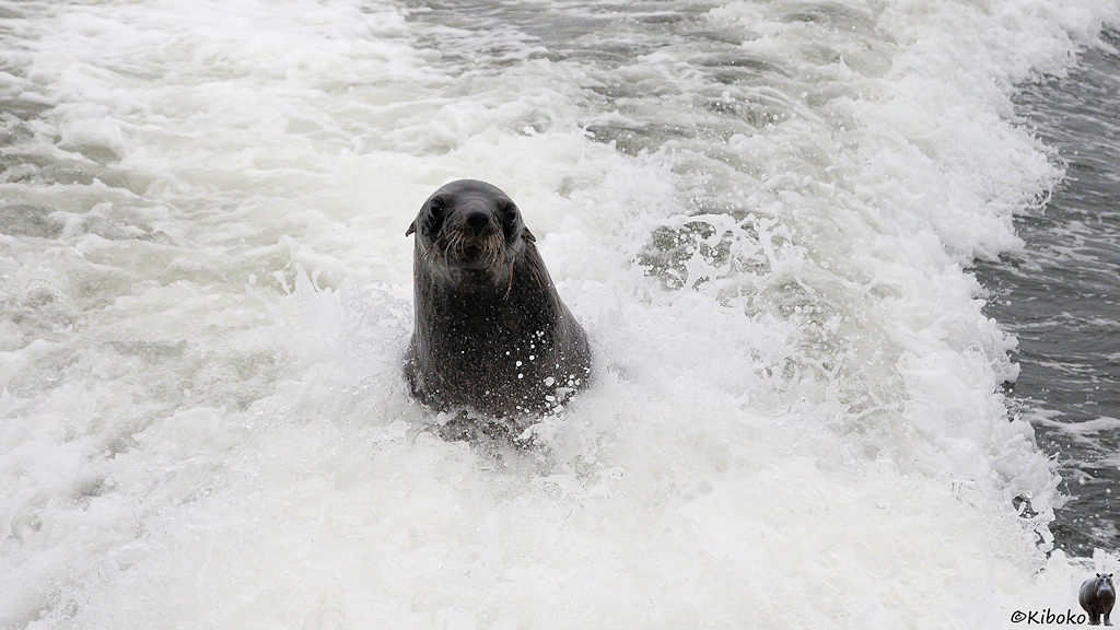 Ein Seelöwe surft auf der Welle hinter dem Boot.