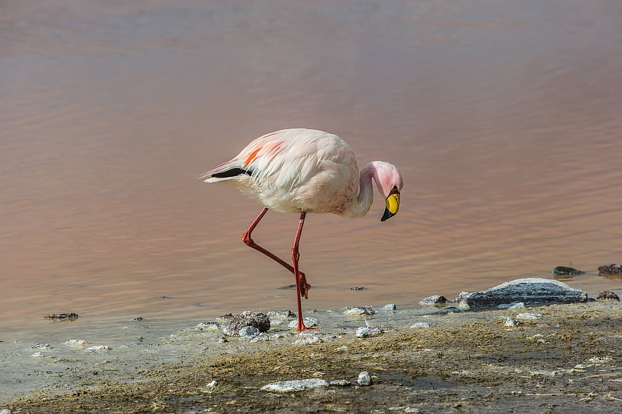 atacama16_019.jpg