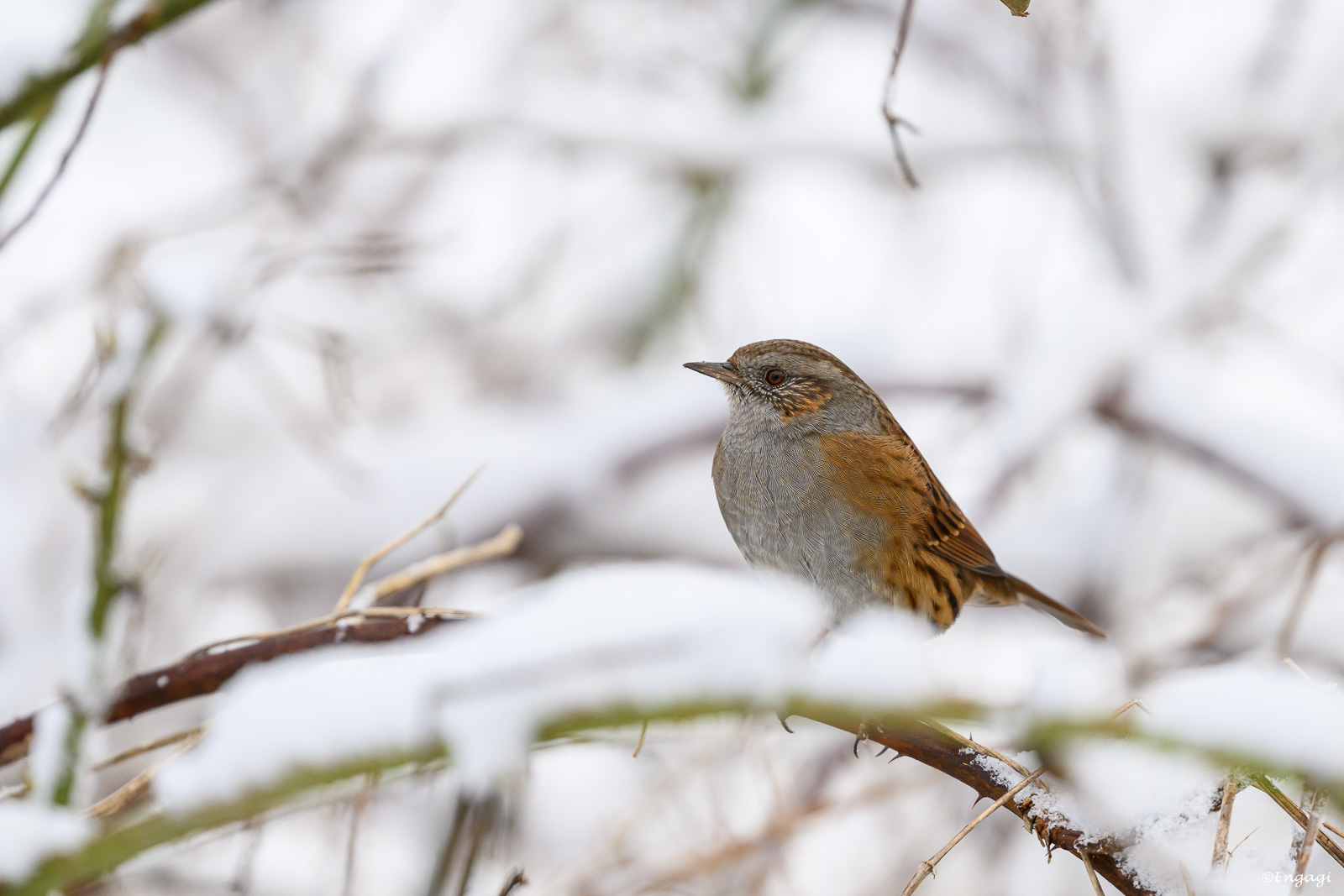 DSC_4909a.jpg