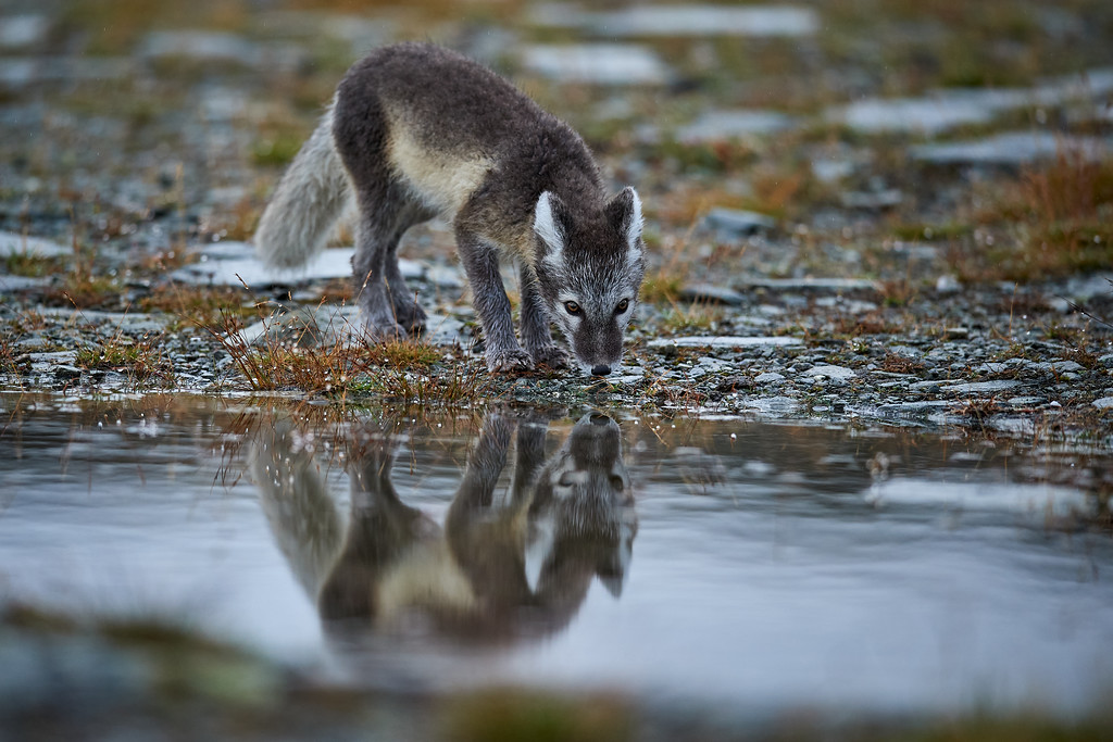 DSC_9195-XL.jpg