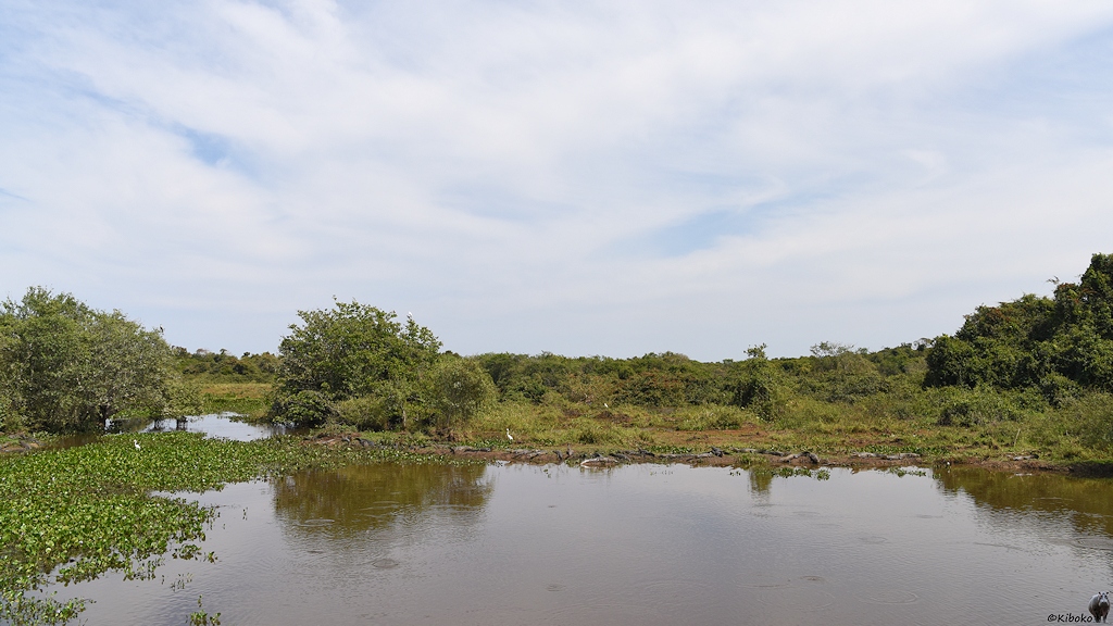 Tümpel mit braunem Wasser mit vielen Brillenkaimanen und zwei weißen Reihern