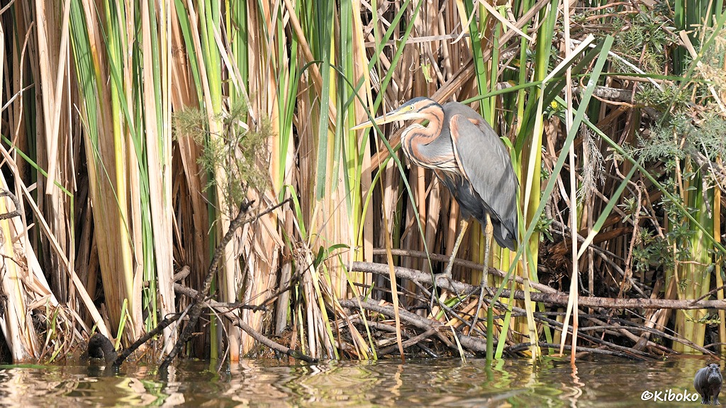 Das Bild zeigt einen grauen Reiher mit S-förmig zusammengebogenen braunem Hals, der graue Längsstreifen hat. Der Vogel hat einen langen gelb-schwarzen Schnabel und sitzt auf einem Ast im Schilf am Ufer.