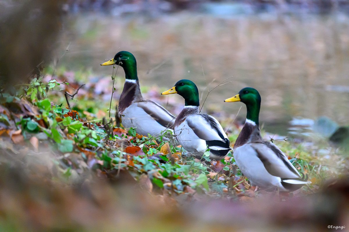 DSC_2186.jpg