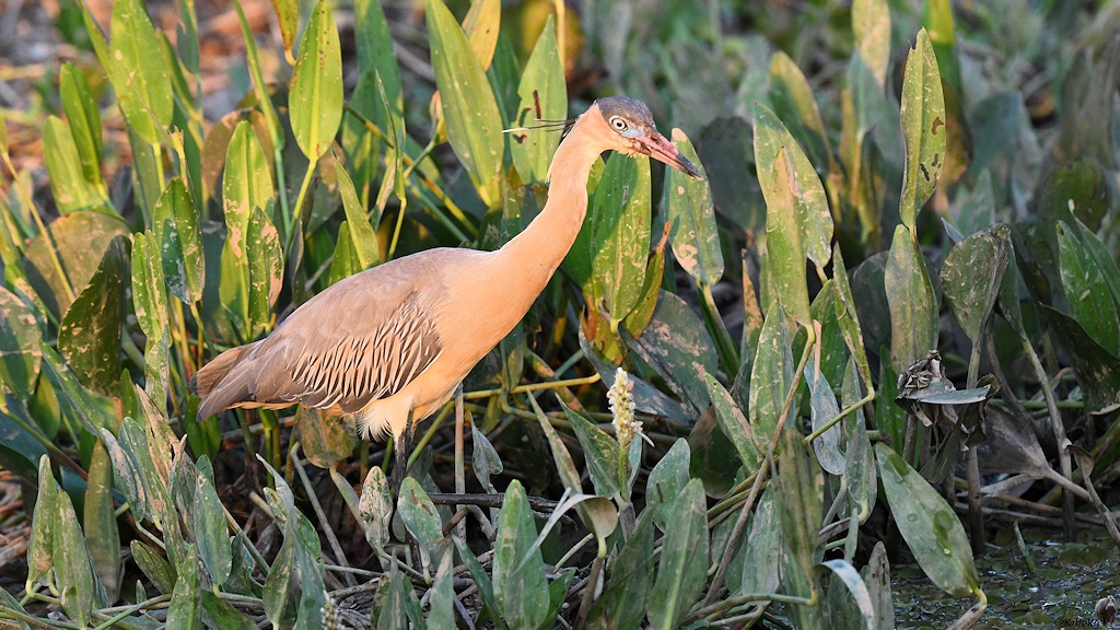 Grauer Reiher mit schwarzer Kappe, blauem Gesicht und rot-schwarzem Schnabel im Abendlicht