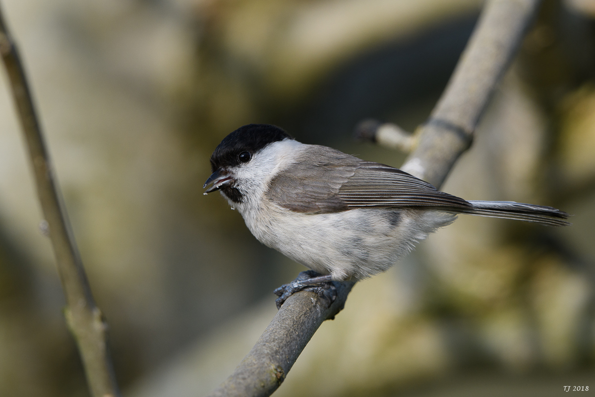 DSC_4998.jpg