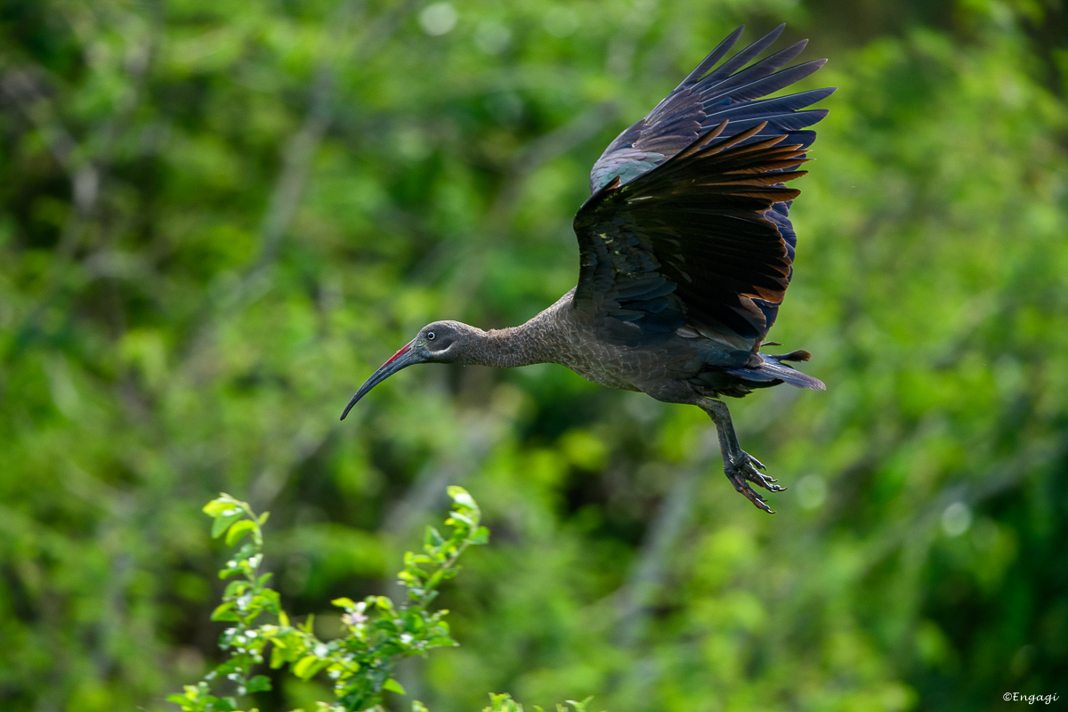 Uganda%201000.jpg