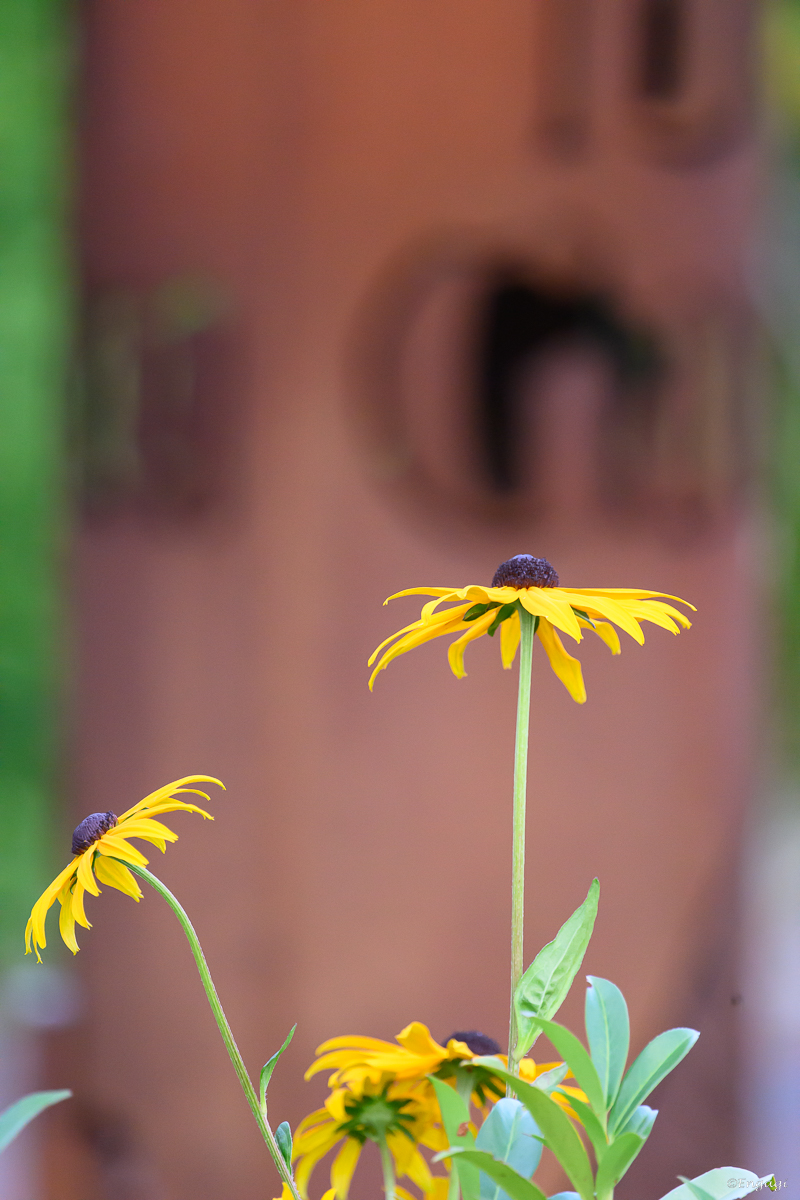 DSC_3000.jpg
