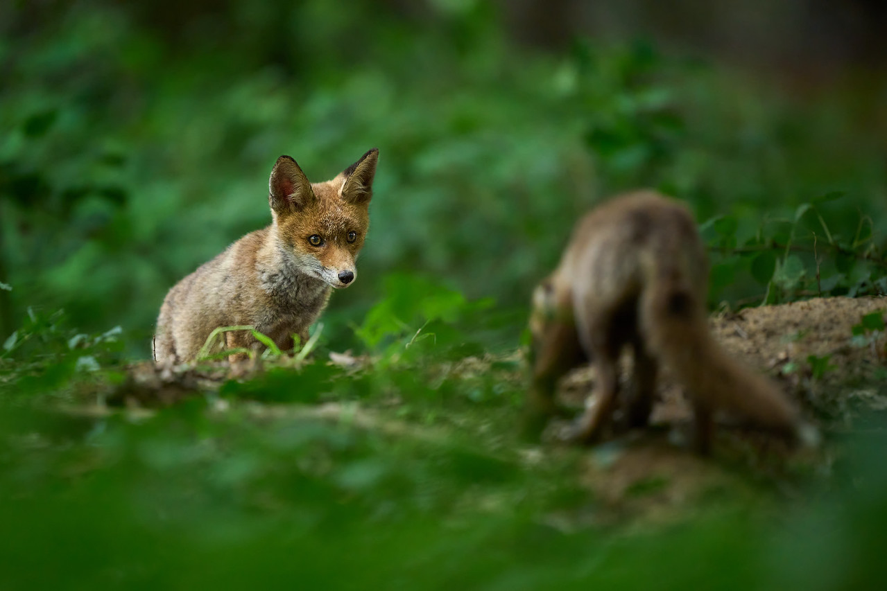 DSC_9286-X2.jpg