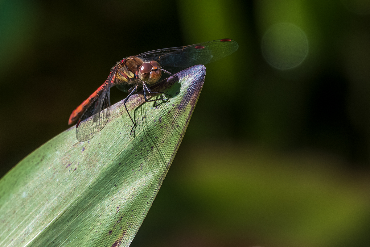 20201001_D500_0240NF.jpg